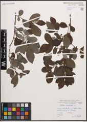 Foto von Salix cinerea L.